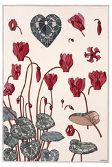 Plate 22, Cyclamen