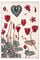 Plate 22, Cyclamen