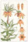 Plate 16, Crown Imperial