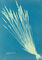 Fescue Grasses