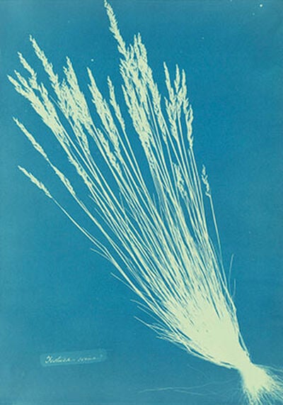 Fescue Grasses