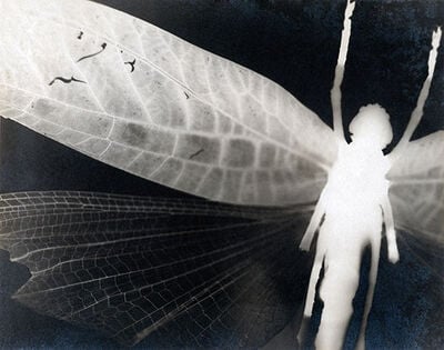 Dragonfly