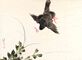 Small bird swooping