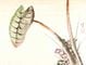 Taro potato leaf and bellflowers