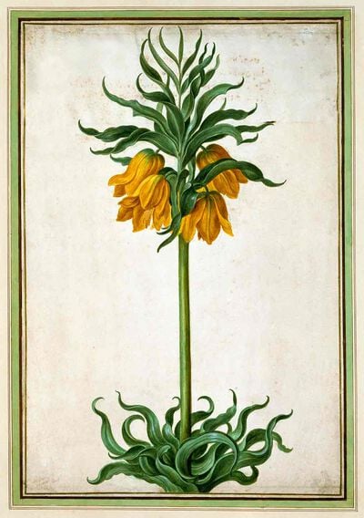 Crown Imperial from Horti Itzeinensis