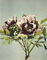 Tree Peony from Some Japanese Flowers