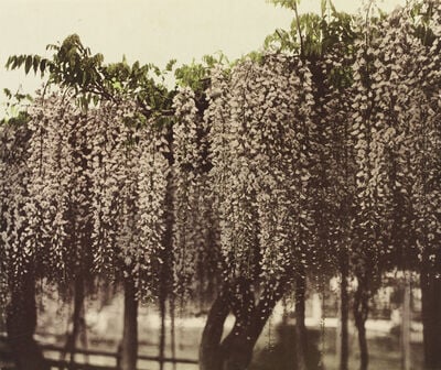 Wisteria from Some Japanese Flowers