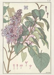 Plate 49, Lilac