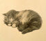 Kitten sleeping