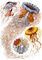 Discomedusae from Kunstformen der Natur
