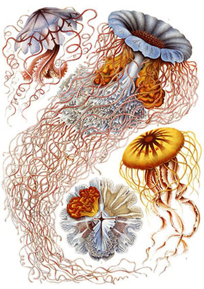 Discomedusae from Kunstformen der Natur