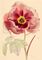 Single Peony