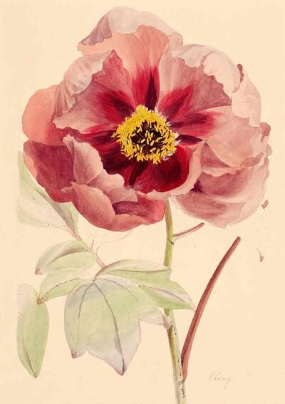 Single Peony