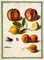 Pomegranates, Lemons, Oranges and Stag Beetle from Horti Itzeinensis