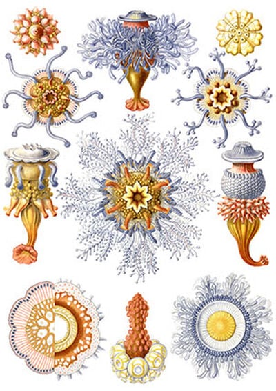 Siphonophorae from Kunstformen der Natur