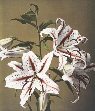 Lily from Some Japanese Flowers