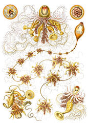Siphonophorae from Kunstformen der Natur