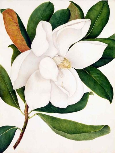 Magnolia Grandiflora