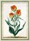 Double Tulip from Horti Itzeinensis
