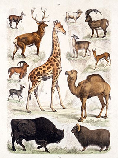 Chart of animals including a giraffe, camel and others