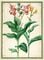 Canna Lily from Horti Itzeinensis