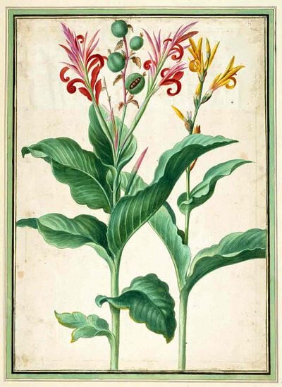 Canna Lily from Horti Itzeinensis