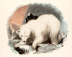 The White Bear