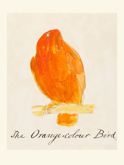 The Orange-Colour Bird