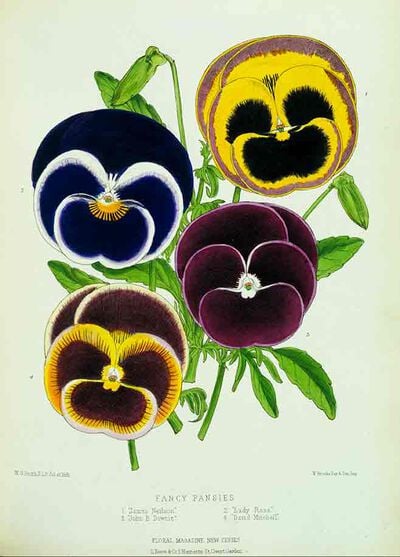 Fancy Pansies from Floral Magazine
