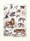 Chart of animals including a tiger, lion and others