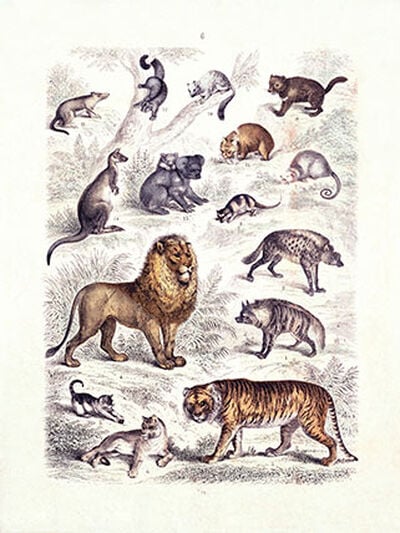Chart of animals including a tiger, lion and others