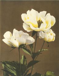 Herbaceous Peony, white, from Some Japanese Flowers