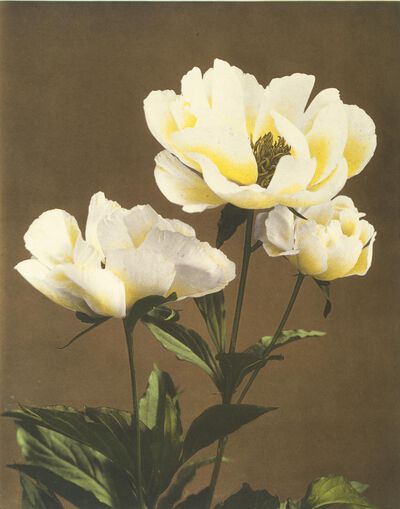 Herbaceous Peony, white, from Some Japanese Flowers