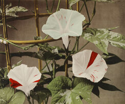 Morning Glory from Some Japanese Flowers