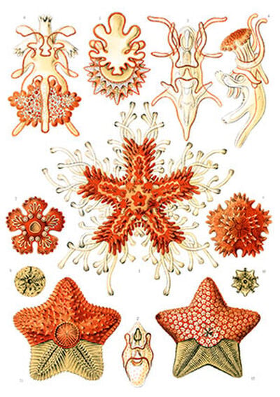 Asteridea from Kunstformen der Natur