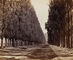 Poplar Avenue