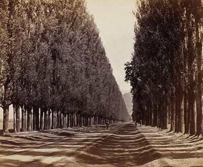 Poplar Avenue