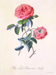 Red Provence Rose