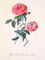 Red Provence Rose
