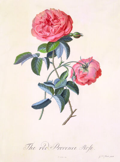 Red Provence Rose