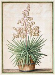 Yucca from Horti Itzeinensis