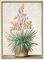 Yucca from Horti Itzeinensis