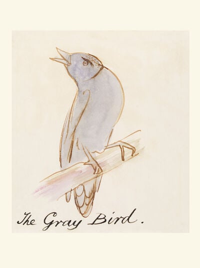 The Gray Bird