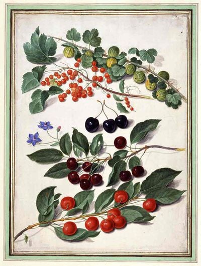 Gooseberries, Cherries, Redcurrants and Borage from Horti Itzeinensis