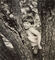 Young boy on a tree