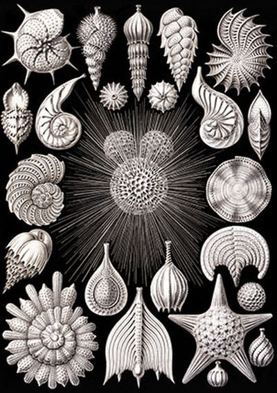 Thalamophora from Kunstformen der Natur