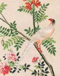 Wallpaper with white pheasant perching on branch