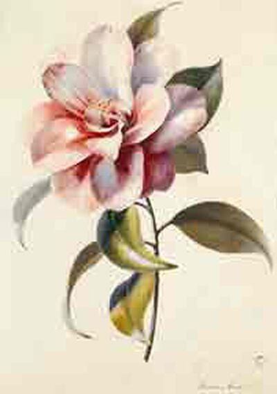 Camellia in pink from Flower Pieces
