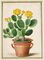 Cactus from Horti Itzeinensis