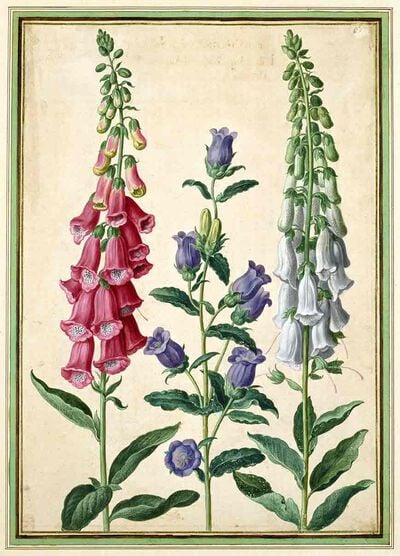 Foxgloves and Canterbury Bells from Horti Itzeinensis